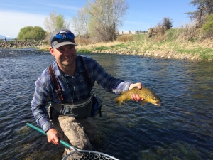 Spring Brown, Armstrong's Spring Creek, Montana