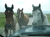 horses