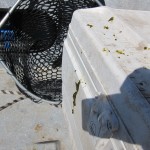 Fish Poop on the Cooler