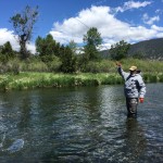 Livingston Montana Spring Creek Flyfishing