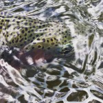 Spots, Stripes, Gills and Scales